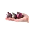 Bloomique - Mix 10 - Hyacinthus - Hiacynt - Mix kolorów - Podgląd zdjęcia produktu 3