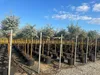 Sunny Tree - Eucalyptus gunnii 'Azura' auf Stamm - Produktbild-Vorschau 3