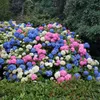GreenboutiQ - Hortensie - Hydrangea macrophylla Tricolour - Produktbild-Vorschau 1
