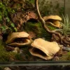 Froschmaulschote natur 7-10 cm Jacaranda brasiliana Produktbild-Vorschau 9