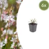 Gaura lindheimeri Whirling Butterflies 6 rostlin bílá Ø9cm Náhled obrázku produktu 3