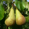 Conference Birnenbaum - Buschbaum Topfballen (Versandzeit: Produktbild-Vorschau 3