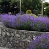 Stauden Gänge 100 x Lavandula angustifolia 'Munstead' -  Produktbild-Vorschau 2
