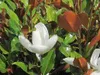 A close-up view of a white magnolia flower with green and brown leaves. Produktbild-Vorschau