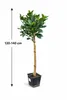 Oranger Citrus sinensis Washington Navel 120–140 cm – Voir les images du produit 2