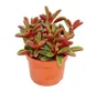 Peperomia graveolens in vaso da 10,5 cm Anteprima dell’immagine prodotto 1