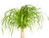 Elefantenfuß Stamm Ø21cm - ↕60 - 80cm Produktbild-Vorschau 3