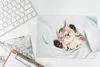 MuchoWow® Mauspad Mousepad Kätzchen - Bett - Pfoten - Produktbild-Vorschau 5