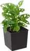 A potted plant with distinctive holey leaves sits in a black square pot against a white background. Náhľad obrázku produktu