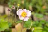 Anemone hupehensis 'September Charm', Herbst-Anemone, rosa, Produktbild-Vorschau 8