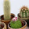 Małe kaktusy - 6 szt - Cactus - Wysokość 5-10cm - ⌀5,5cm Podgląd zdjęcia produktu 3