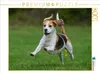 CALVENDO Puzzle Beagle - Fliegende Ohren | 1000 Teile Produktbild-Vorschau 2