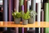 Three potted plants on a wooden table in front of a colorful, patterned backdrop. Produktbild-Vorschau