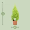 Cupressus Goldcrest Wilma - 80-90cm - Ø21cm - Zimmerpflanze Produktbild-Vorschau 2