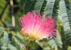 Albizia julibrissin Summer Chocolate - Seidenakazie - Produktbild-Vorschau 4