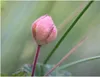 10x Rubus chamaemorus Moltebeere Garten Pflanzen - Samen Produktbild-Vorschau 2