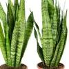 2x Bogenhanf, pflegeleichte Zimmerpflanzen, Sansevieria Produktbild-Vorschau 4