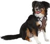 Harnais pour chien Pulsive, marron, 36-50 cm, 46-60cm Voir les images du produit 5