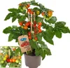 Pomidor koktajlowy - roslina o wielu owocach - na balkon i Podgląd zdjęcia produktu 1