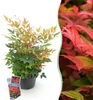 Nandina Gulfstream - Orange - Feuillage persistant - Peu Voir les images du produit 1