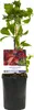 Samolezoucí popínavá rostlina Parthenocissus Engelmannii - Náhled obrázku produktu 3