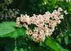 Catalpa bignonioides, Trompetenbaum, 40–60 cm, ca. 12 cm Produktbild-Vorschau 14