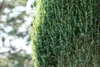 Juniperus communis 'Arnold', Wacholder, 60–80 cm Produktbild-Vorschau 6