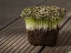 MPSEEDS Mizuna Japonská horčica na klíčenie 10 g Náhľad obrázku produktu 2