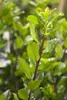 Ilex meserveae 'Blue Prince', Stechpalme, immergrün, 40–50 Produktbild-Vorschau 1