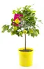 Oferta prawdziwe drzewko cytrynowe 100-130 cm cytryna Podgląd zdjęcia produktu 1