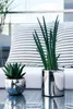 Two potted plants on a glass table with a patterned cushion in the background. Produktbild-Vorschau