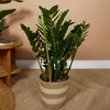 Bloomique - Zamioculcas Zamiifolia - Palma doniczkowa - Podgląd zdjęcia produktu 2