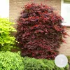 Bloomique - Acer Palmatum Atropurpureum - Klon palmowy - Podgląd zdjęcia produktu 2