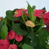 Wilczomlecz okazały - Euphorbia 'Milii' - Wysokość 25-35cm Podgląd zdjęcia produktu 3