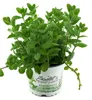 Enseleits Apfel Minze,frische Apfelminze,Mentha suaveolens Produktbild-Vorschau 2