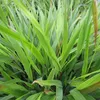 6 x Japanisches Berggras - Hakonechloa macra  | Topf 9cm x Produktbild-Vorschau 2