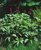 Rodgersia pinnata, Schaublatt, ca. 11x11 cm Topf, Produktbild-Vorschau 4