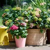 Green boutiQ - Gartenpflanze - Hydrangea Endles Summer The Produktbild-Vorschau 6