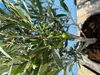 Sunny Tree - Olivier - Olea Europaea en forme d'arbuste - Voir les images du produit 3