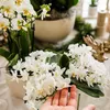Kolibri Orchids Bílá orchidej Phalaenopsis – Nazaré – Náhled obrázku produktu 2