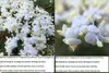 A split image showing a comparison of flowers photographed with and without a macro lens, with text descriptions in multiple languages. Produktbild-Vorschau
