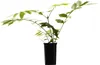 Glicynia (Wisteria) chińska Alba 2L Podgląd zdjęcia produktu 2