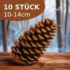Maritima-Zapfen, Größe 10-14cm, Natur, 10 Stück | Pinus Produktbild-Vorschau 5