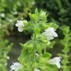 6 x Melissa officinale - Melissa officinalis | vaso 9cm x Anteprima dell’immagine prodotto 2