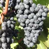 Winorośl Krasień ciemna bezpestkowa 2L Podgląd zdjęcia produktu 2