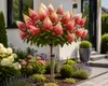 Hydrangea paniculata 'Wim's Red', keřík na kmínku, výška Náhled obrázku produktu 3