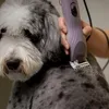 Agrarzone Wahl KM10+ Tondeuse pour chiens avec kit de Voir les images du produit 8