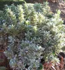 Japanischer Spindelstrauch ´MICROPHYLLUS ALBOVARIEGATUS´ Produktbild-Vorschau 4