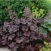 Plants by Frank | 12 Plantes d'heuchère pourpre | Heuchera Voir les images du produit 2