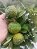 Sadzonka limonki Pursha (w doniczce - 20) Podgląd zdjęcia produktu 3
